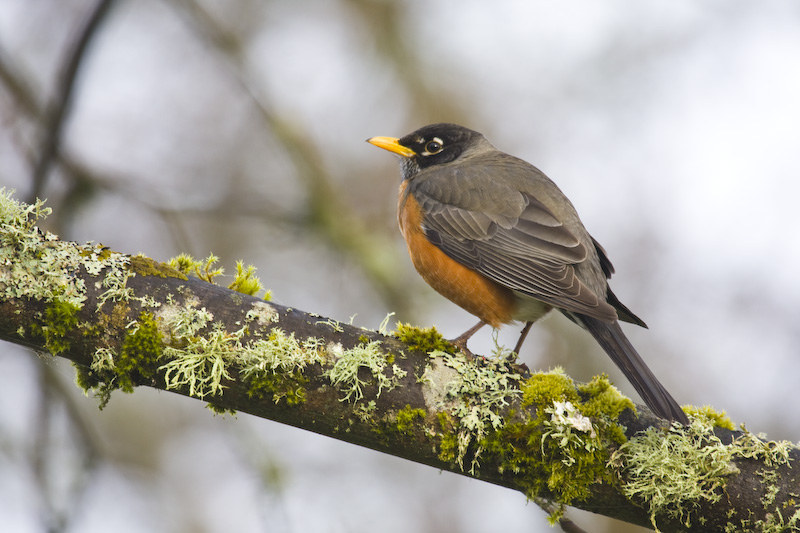 American Robin In Tree